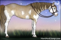 Horse Color:Liver Chestnut Splash 