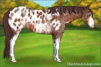Horse Color:White Spotted Chocolate Brown Appaloosa 