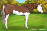 Horse Color:Chestnut Splash 