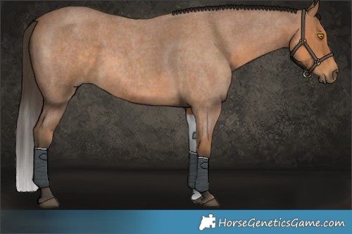 Horse Color:Buckskin Roan Sabino Rabicano 