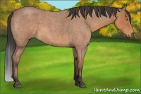 Horse Color:Buckskin Roan Sabino Rabicano 