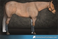 Horse Color:Buckskin Roan Sabino Rabicano 