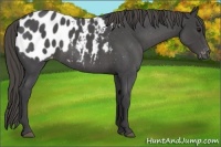 Horse Color:Smoky Blue Roan Appaloosa 