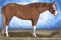Horse Color:Chestnut Splash