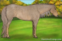 Horse Color:Chocolate Palomino Roan 