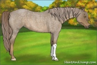 Horse Color:Chocolate Palomino Roan