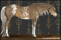 Horse Color:White Spotted Chocolate Palomino Sabino 