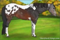 Horse Color:Brown Tobiano Blanket 