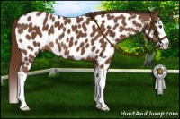 Horse Color:Chestnut Sabino Splash Near Leopard 
