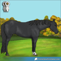 Horse Color:Black 