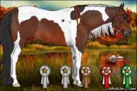 Horse Color:Brown Tobiano
