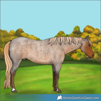 Horse Color:Chocolate Palomino Roan