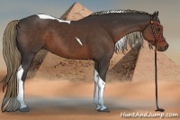 Horse Color:Liver Chestnut Tobiano 