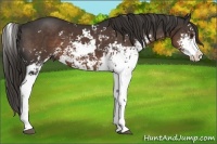 Horse Color:Liver Chestnut Sabino