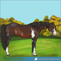 Horse Color:Liver Chestnut Sabino