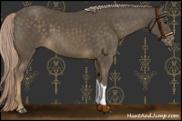 Horse Color:Chocolate Palomino 