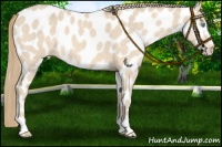 Horse Color:Perlino Near Leopard 