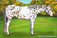 Horse Color:Bay Splash Tobiano Appaloosa  and Brown Splash Tobiano Appaloosa 