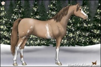 Horse Color:White Spotted Black Pearl