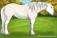 Horse Color:Cremello Splash Rabicano 
