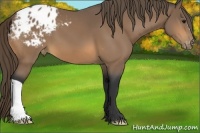 Horse Color:Buckskin Appaloosa 