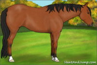 Horse Color:Gray Buckskin Roan