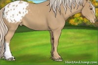 Horse Color:Palomino Appaloosa 