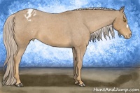 Horse Color:Palomino Roan Appaloosa