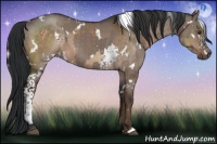 Horse Color:White Spotted Liver Red Dun  and White Spotted Brown Dun 