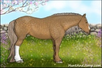 Horse Color:Chocolate Palomino 