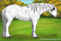 Horse Color:Smoky Black Sabino 