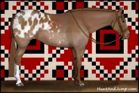 Horse Color:Chestnut Appaloosa 