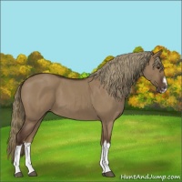 Horse Color:Liver Red Dun Roan Splash Frame Rabicano 