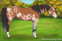 Horse Color:Bay Ice Splash 