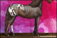 Horse Color:Liver Red Roan  and Liver Chestnut Appaloosa 