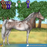 Horse Color:Gray Platinum Chocolate Palomino Tobiano 