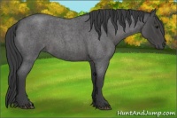 Horse Color:Smoky Blue Roan