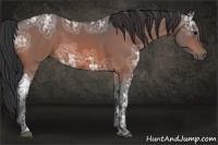 Horse Color:Bay Ice 