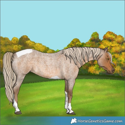 Horse Color:Chocolate Palomino Roan Tobiano 