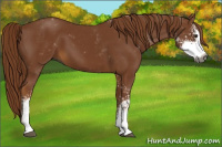 Horse Color:Gray Chestnut Sabino 