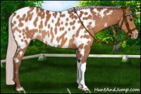 Horse Color:Chocolate Silver Bay Near Leopard 