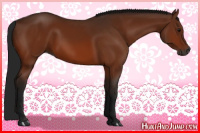 Horse Color:Gray Bay 