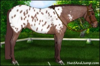 Horse Color:Chocolate Brown Roan Near Leopard 