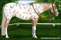 Horse Color:Palomino Appaloosa
