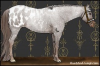Horse Color:Liver Chestnut Appaloosa 
