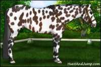 Horse Color:Brown Appaloosa