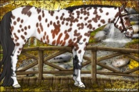 Horse Color:Bay Appaloosa 