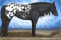 Horse Color:Black Appaloosa 