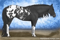 Horse Color:Black Appaloosa