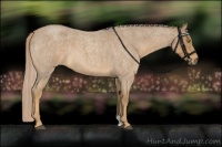 Horse Color:Palomino Roan 